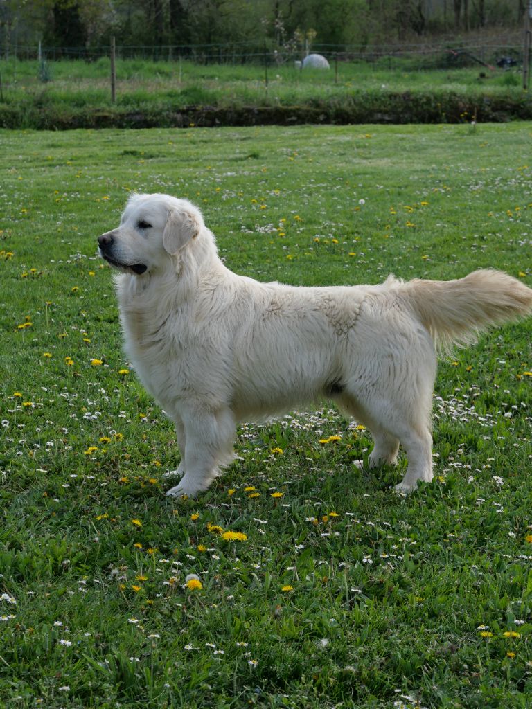 Silver Du Domaine Augiors